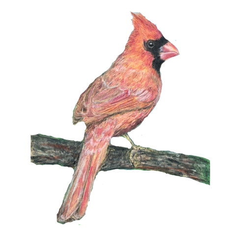 Cardinal Pendant
